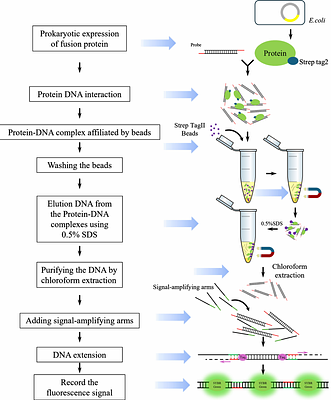 Quantitative Assessment of Protein-DNA Interactions via SYBR Green Fluorescence