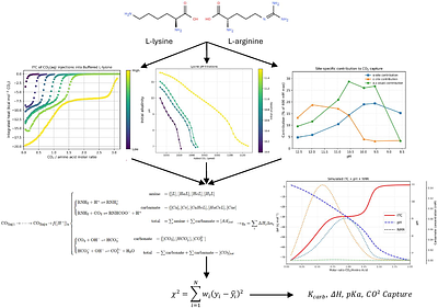 The Thermodynamics of Biomolecular CO2 Capture:Disentangling Equilibria in Amino-Acid-based Systems