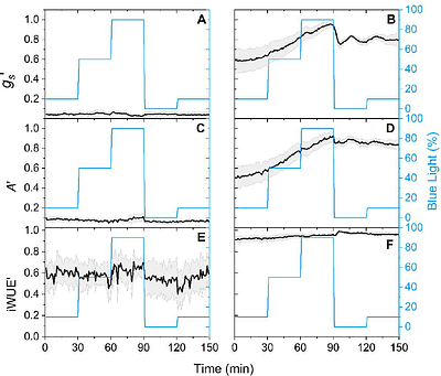 Blue light increases stomatal conductance and photosynthesis in Agave hybrid