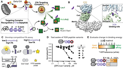 Hierarchical decoding of targeting tripeptide motif by the cytosolic iron-sulfur cluster assembly targeting complex