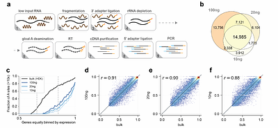 Advanced eTAM-seq enables high-fidelity, low-input N6-methyladenosine profiling in human cells and embryonic mouse tissues
