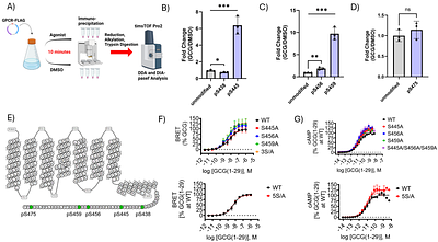 Differential role of phosphorylation in glucagon family receptor signaling revealed by mass spectrometry