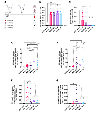Development of an Intranasally- and Intramuscularly-Administrable Replicon Vaccine Efficacious Against H5N1 Influenza Virus