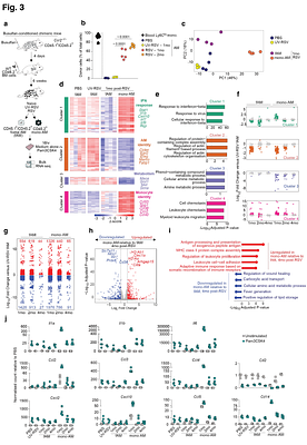 Diverse lung challenges elicit a conserved monocyte-to-macrophage differentiation blueprint