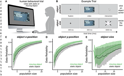 Motion-Dependent Object Perception Reveals Limits of Current Video Neural Networks