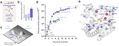 Origin Of Evolutionary Bifurcation In An Enzyme