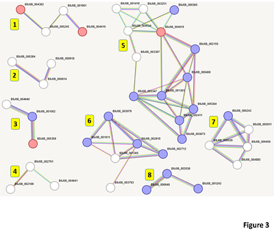 Effect of pH on the secretome profile of the human pathogen <Candidozyma auris>