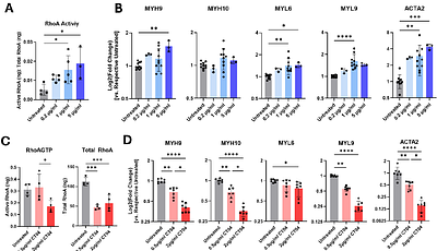 Regulation of Nucleus Pulposus Cell Phenotype Through RhoA Signaling and Microenvironment