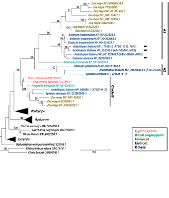 Membranous interacting partners of phage-type plastid RNA polymerase have limited impact on plastid gene expression during chloroplast development