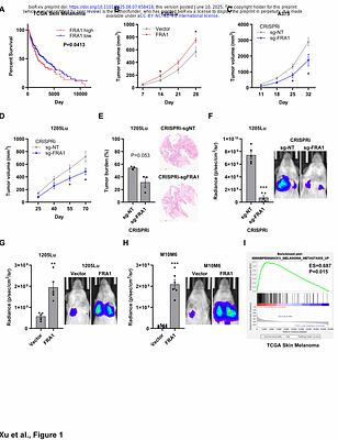 FRA1 drives melanoma metastasis through an actionable transcriptional network