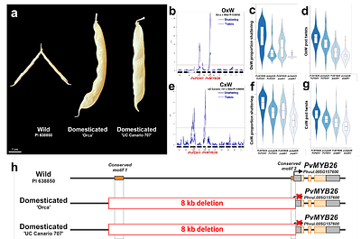 A domestication change at PvMYB26 in common bean sheds light on the origins of Middle American agriculture