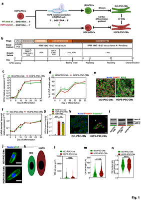 Lonafarnib Partially Reverses Cardiac Senescence in Human and Mouse Progeria Models via Autophagy Activation