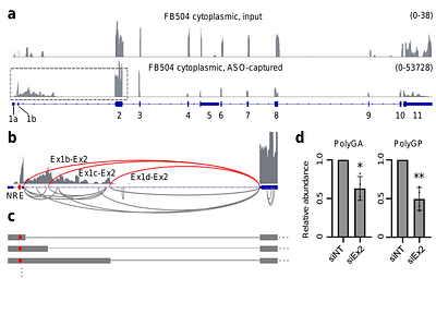 Aberrant splicing exonizes C9ORF72 repeat expansion in ALS/FTD