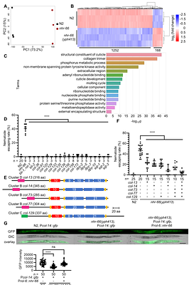 Cuticular collagens mediate cross-kingdom predator-prey interactions between nematodes and trapping fungi