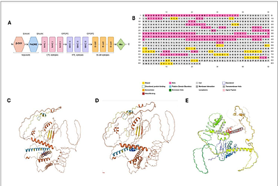 Computational design of a multi-epitope vaccine against M. tuberculosis