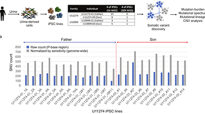 Somatic mutation landscape revealed by non-invasive iPSC derivation from urine cells