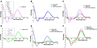 Interactions of Natural Compounds and Biomolecules with Hepatitis C Virus RNA Untranslated Regions: Exploring Structural Modifications to Advance Pathogenesis Understanding and Antiviral Strategy Design