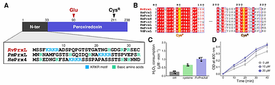Cryo-EM structures of a neofunctionalized tardigrade peroxiredoxin specialized for nucleic acid binding