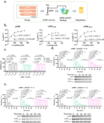 Optogenetic decoupling of ODC inhibition and degradation reveals a requirement of polyamine oscillation for cell cycle progression