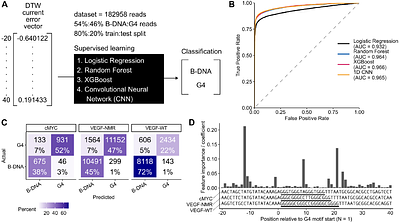 Direct detection of alternative DNA conformations with long-read sequencing and machine learning approaches