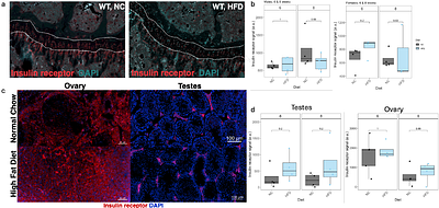 Evolutionary trade-offs between growth and reproduction under obesogenic conditions: sex-biased skeletal and gonadal maturation in mice