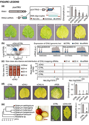 Comparative genomics-driven design of virus-delivered short RNA inserts triggering robust gene silencing