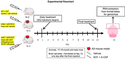 Transcriptomic analysis reveals new reparative mechanisms of SCF and GCSF - reduced neuropathology in aged APPPS1 mice