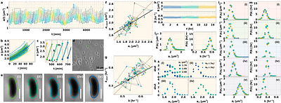 Contemporaneity of the past in stochastic intergenerational homeostasis