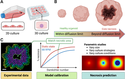 Computational modeling of necrosis in neural organoids