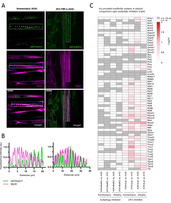 Autophagy selectively clears ER in inflammation-induced muscle atrophy