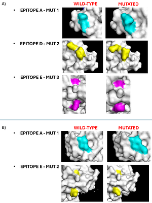 Pseudotyped virus-based platform and structural analysis reveal potential cross-reactivity sites between influenza C and D viruses