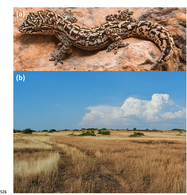 Leaving No Stone Unturned: Delineating the Distribution Range of the White Striped Viper-Gecko (Hemidactylus albofasciatus).