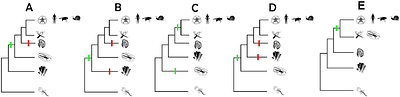 Molecular characterisation of neurons across animals identify conserved gene expression.