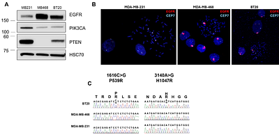 Dual inhibition of EGFR and PI3Kinase signaling in EGFR amplified triple negative breast cancer cells induces apoptosis and reduces tumor growth