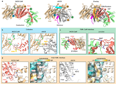 Structural Basis of Electron Transfer by the Human Nitric Oxide Synthase Holoenzyme Complex