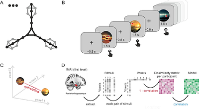Global structure of new relational knowledge networks is represented in retrosplenial complex, and node-distance in hippocampus