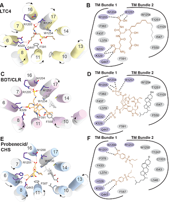 Structural basis for the transport and regulation mechanism of the Multidrug resistance-associated protein 2