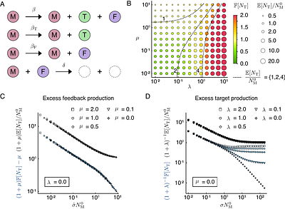 Assembly-coupled feedback enables robust control of flagellar number