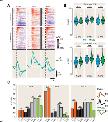 Neurogliaform cells mediate interhemispheric modulation of sensory-evoked activity in cortical pyramidal neurons