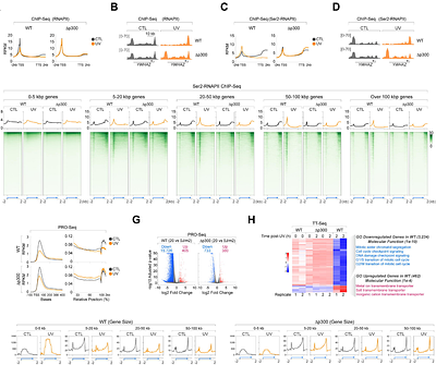 Bypass of Blocking Lesions by RNAPII Impairs the Transcriptional DNA Damage Response