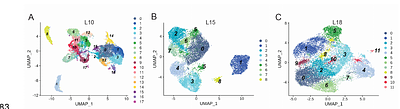 Establishment of Drosophila Intestinal Cell Lines.