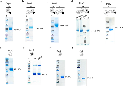 Nitrogen deletion in the biosynthesis of HDAC-targeting anticancer drugs