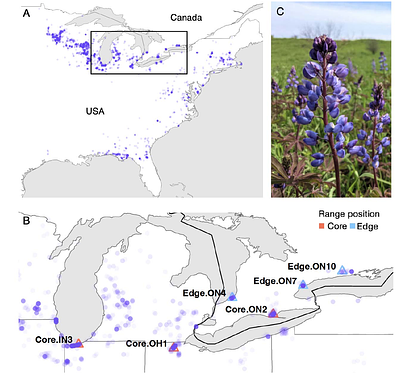Pollination ecology of a threatened lupine from the core to northern edge of its geographic range