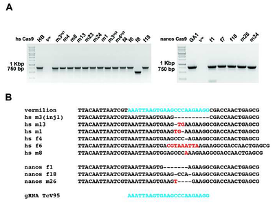 Generating and testing reagents for CRISPR/Cas9 based homologous recombination and gene drive in Tribolium