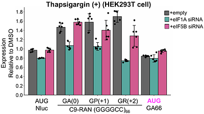 Canonical translation factors eIF1A and eIF5B modulate the initiation step of repeat-associated non-AUG translation.