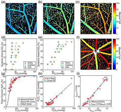 Multimodal retinal imaging by visible light optical coherence tomography and phosphorescence lifetime ophthalmoscopy in the mouse eye