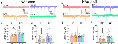 Remifentanil self-administration promotes circuit- and sex-specific adaptations within the prefrontal-accumbens pathways