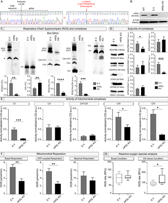 HPDL is critical in human cortical development via regulation of mitochondrial functional properties