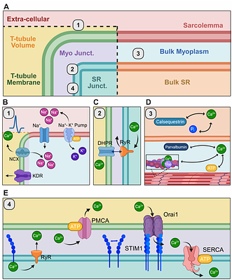 Systems modeling reveals that store-operated calcium entry modulates force and fatigue during exercise