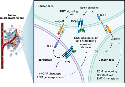 Jagged1 regulates extracellular matrix deposition and remodeling in triple-negative breast cancer